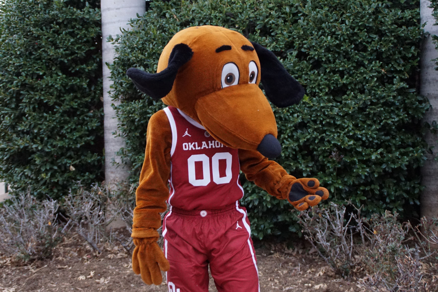 Bark in the Park